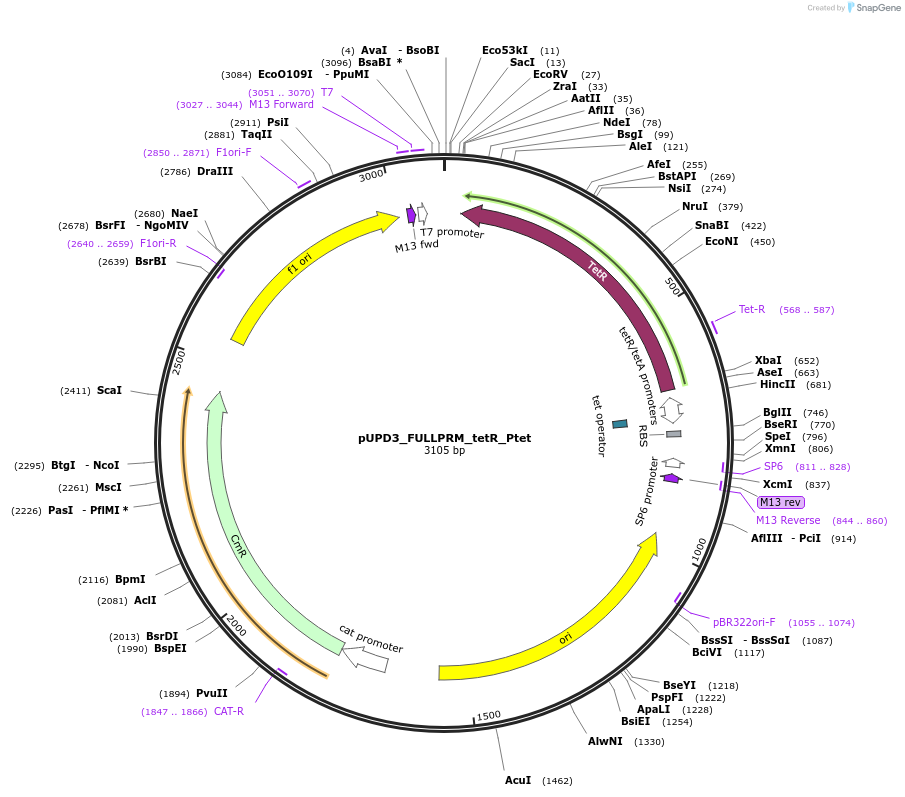 243913-plasmid-map-sequence-id-488094