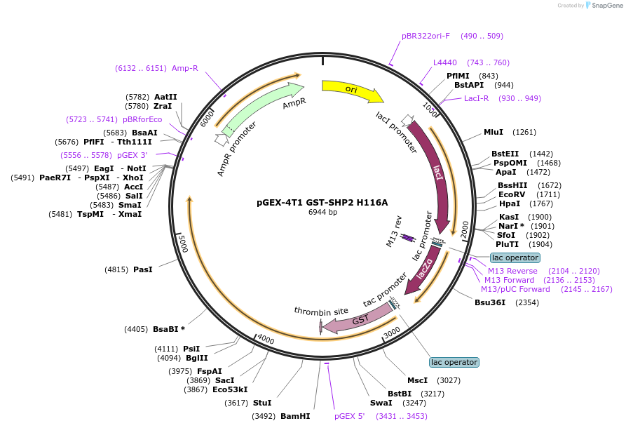 244492-plasmid-map-sequence-id-488108