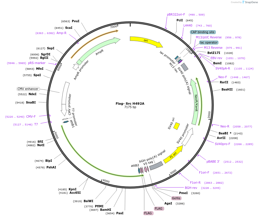 246425-plasmid-map-sequence-id-488109