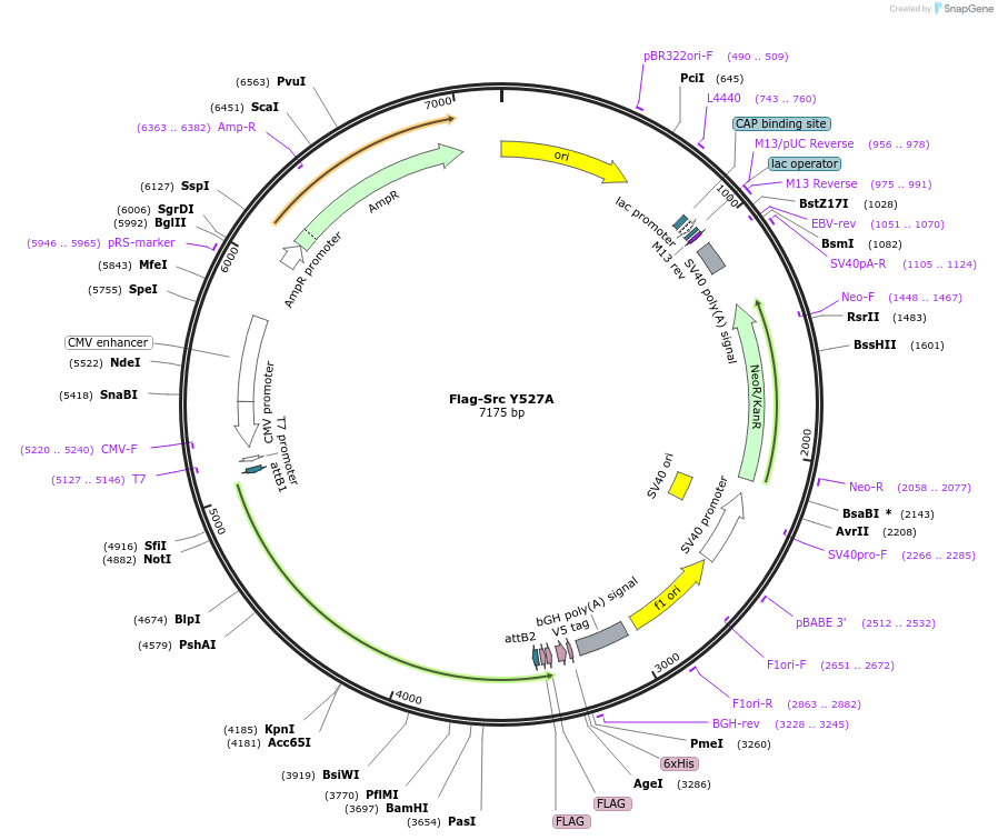 246429-plasmid-map-sequence-id-488110