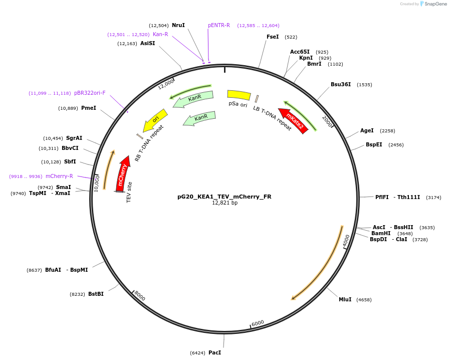244956-plasmid-map-sequence-id-488117