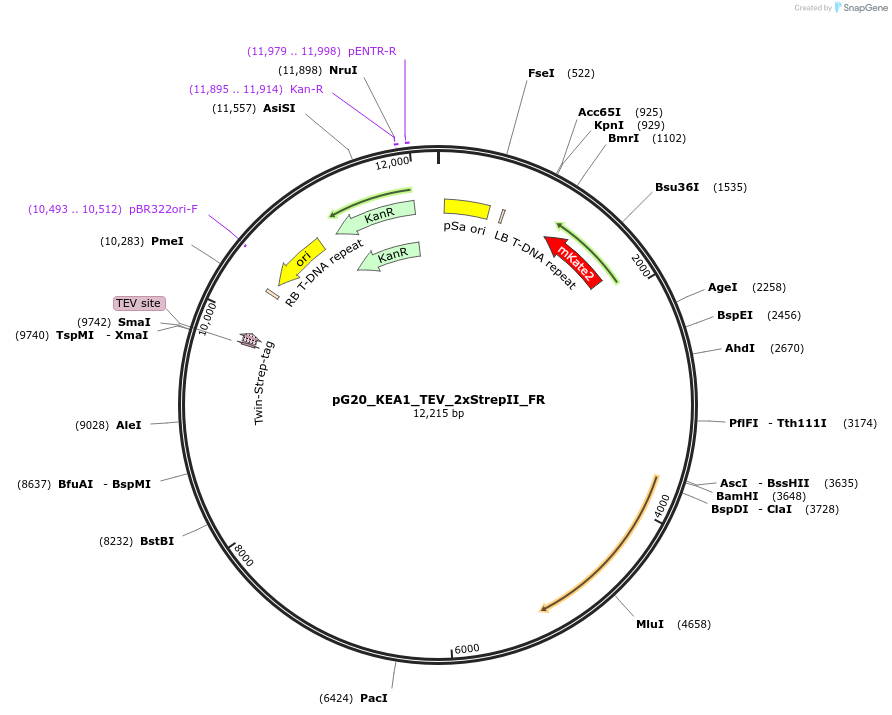 244958-plasmid-map-sequence-id-488118