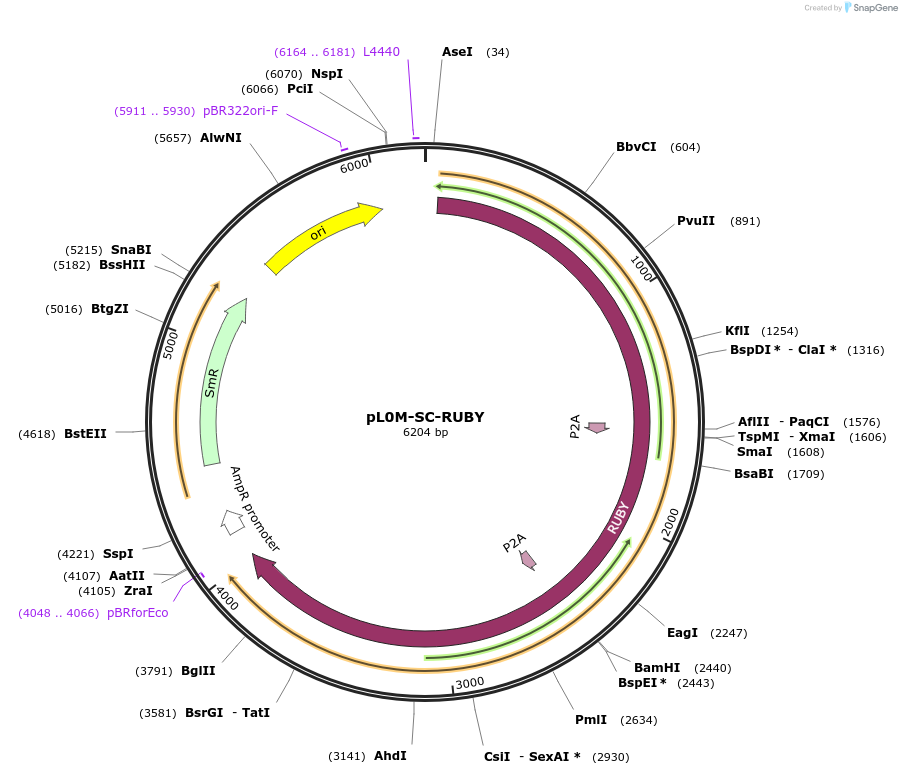 245485-plasmid-map-sequence-id-488120