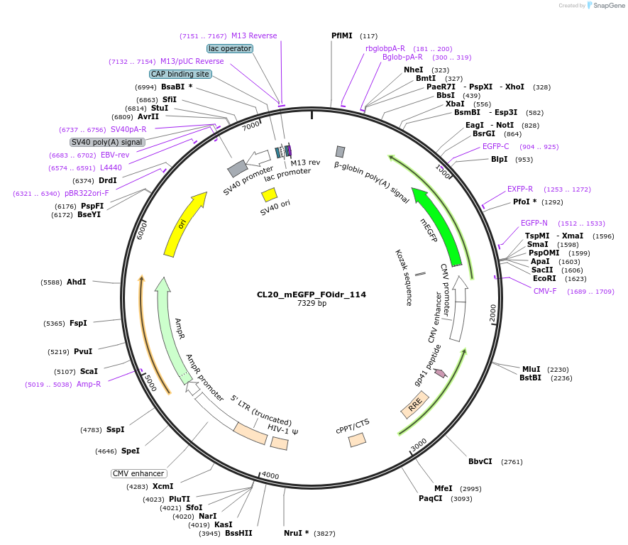 244666-plasmid-map-sequence-id-488137