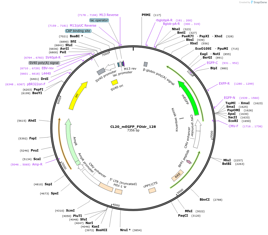 244680-plasmid-map-sequence-id-488151