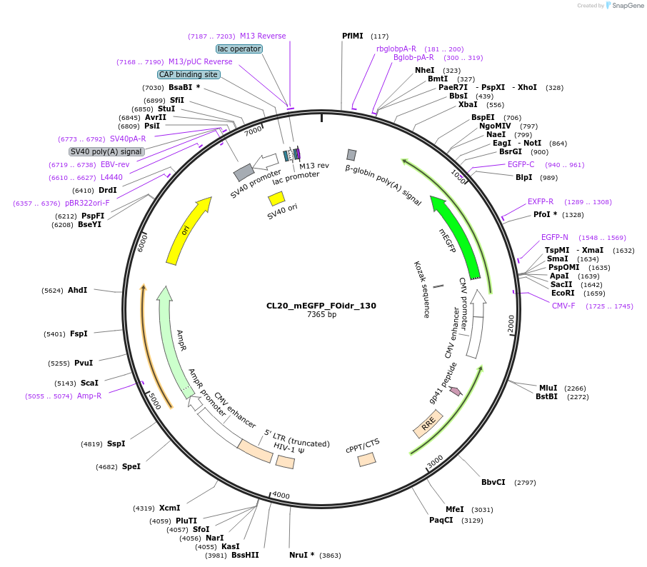 244682-plasmid-map-sequence-id-488153