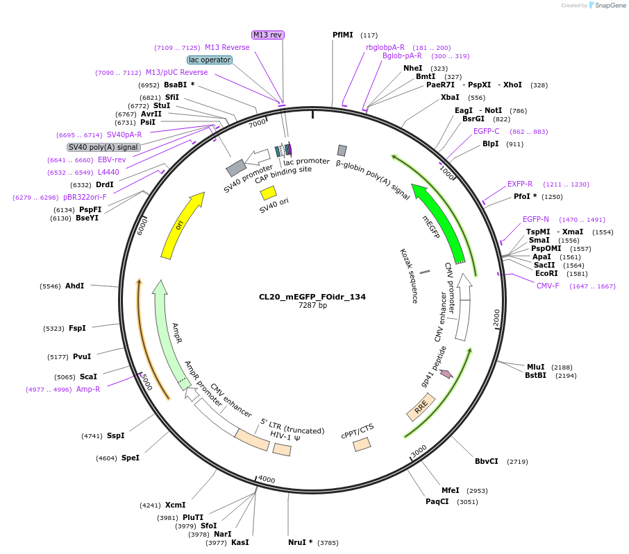 244686-plasmid-map-sequence-id-488157