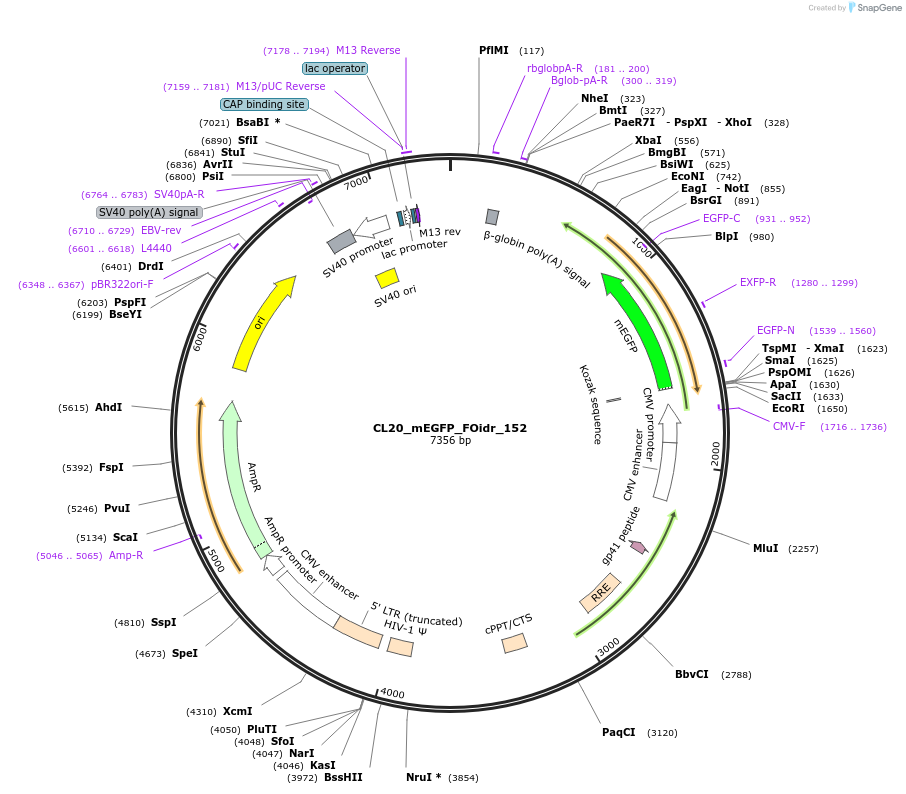 244704-plasmid-map-sequence-id-488173