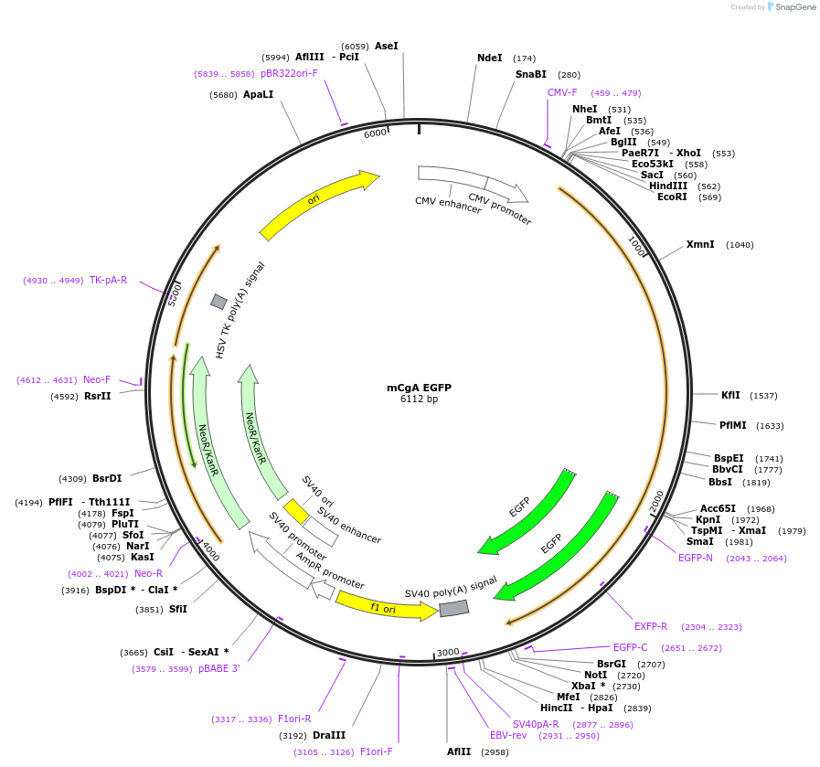 245038-plasmid-map-sequence-id-488282