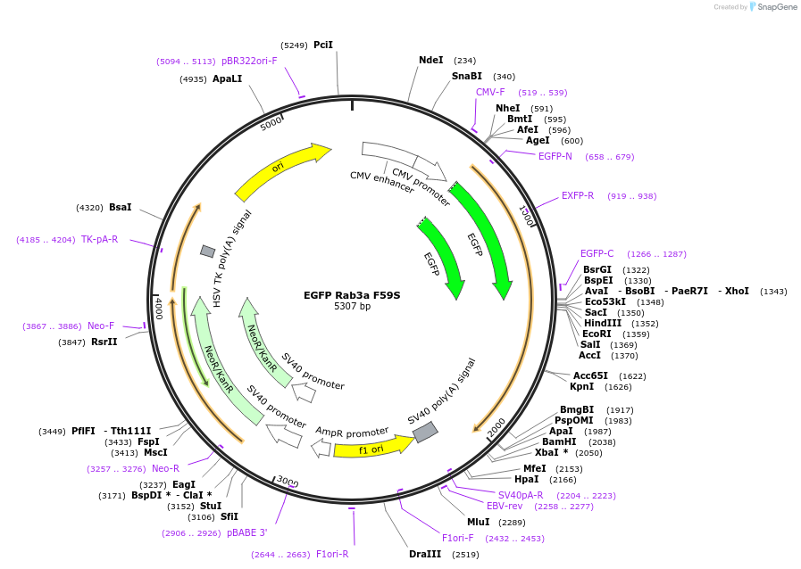245020-plasmid-map-sequence-id-488292