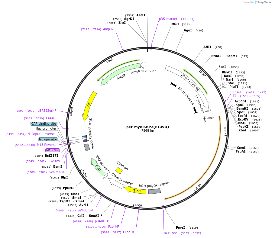 245229-plasmid-map-sequence-id-488329