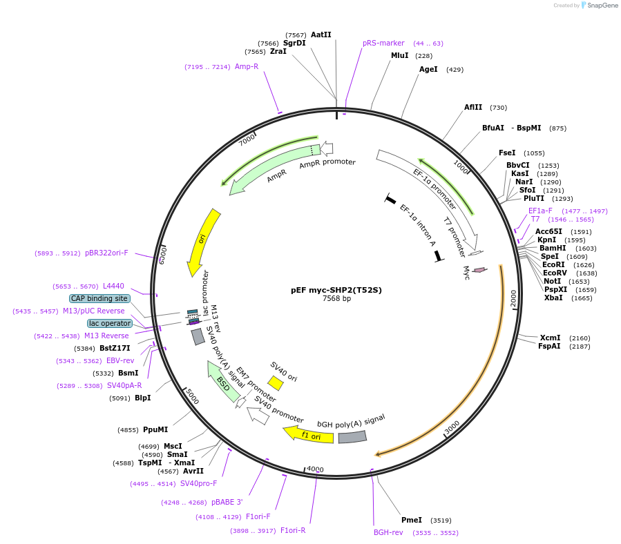 245226-plasmid-map-sequence-id-488333