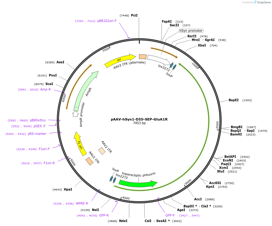 227236-plasmid-map-sequence-id-488479