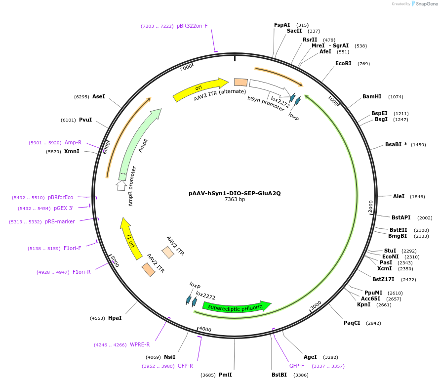 227234-plasmid-map-sequence-id-488485