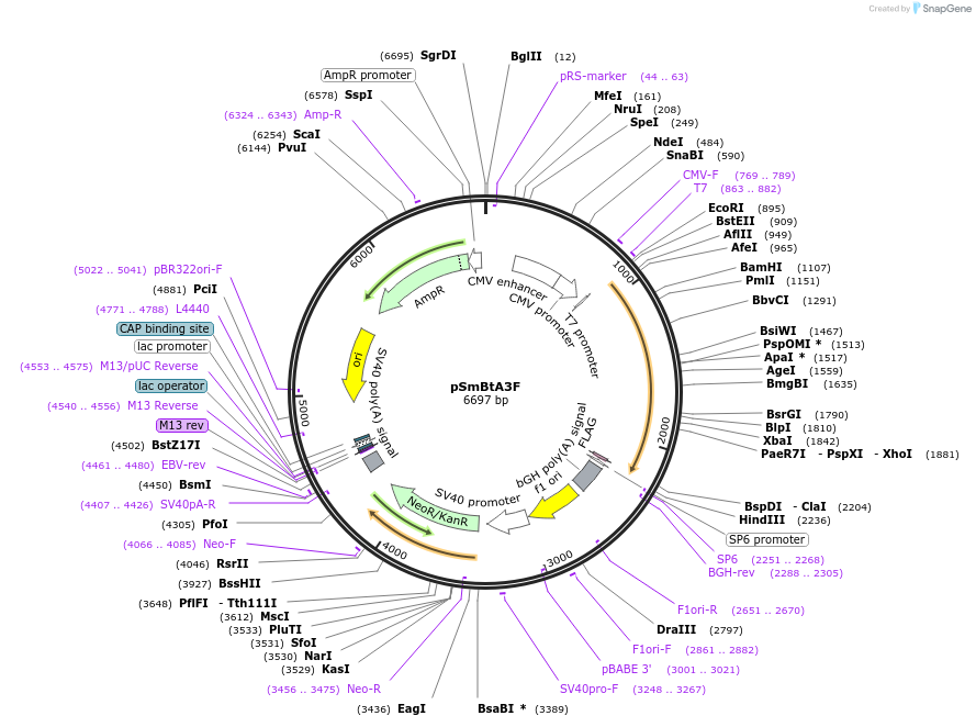 245783-plasmid-map-sequence-id-488527