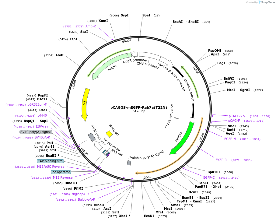 246266-plasmid-map-sequence-id-488604