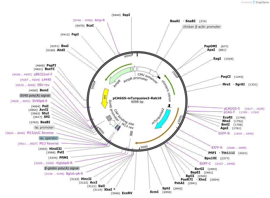 246279-plasmid-map-sequence-id-488607