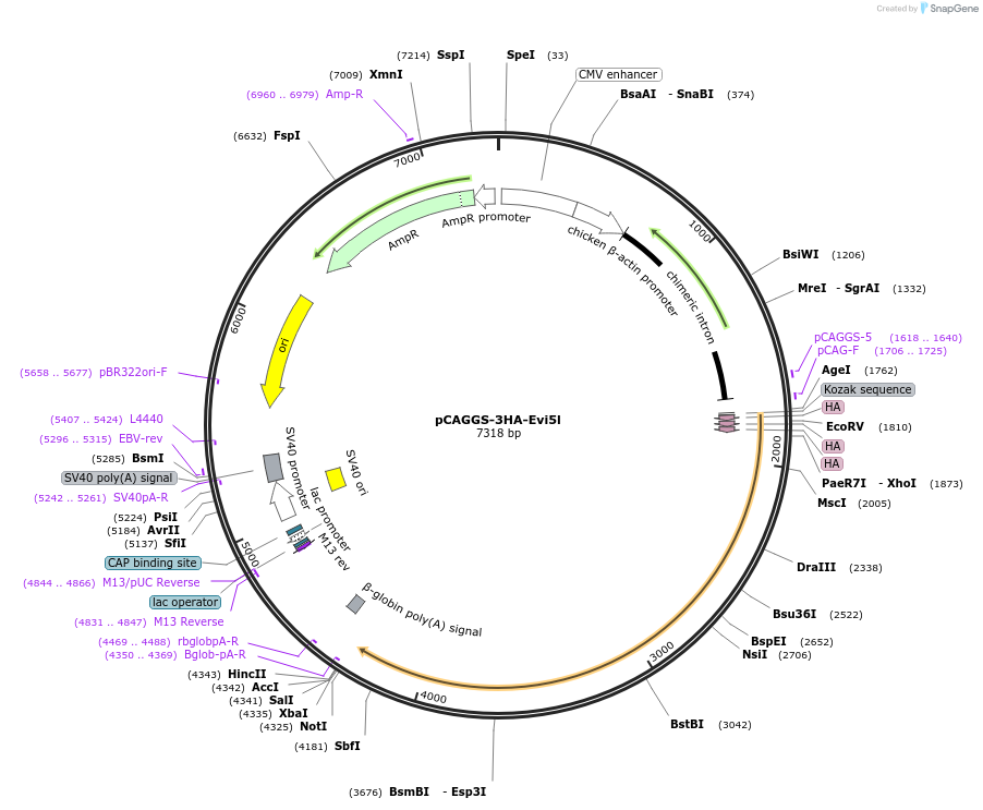 246277-plasmid-map-sequence-id-488609
