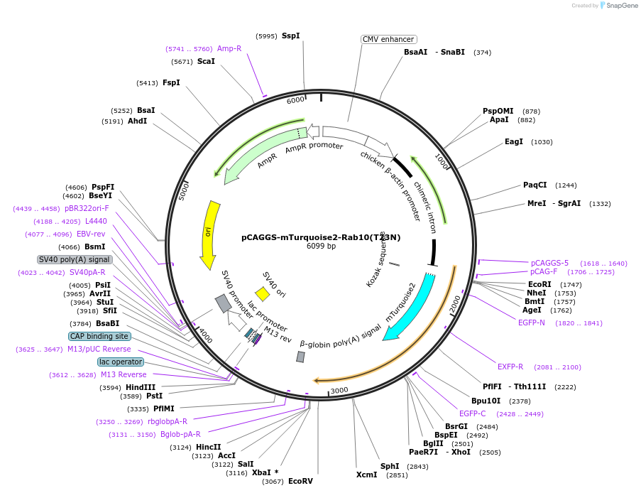 246274-plasmid-map-sequence-id-488626