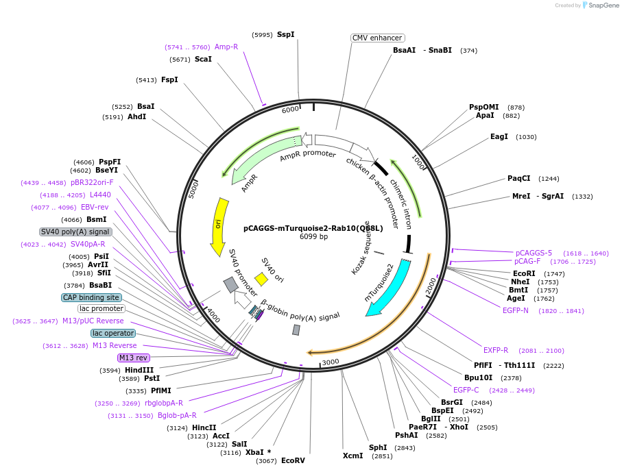 246272-plasmid-map-sequence-id-488628