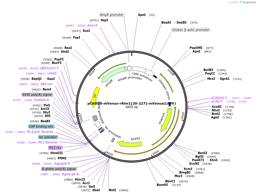 246280-plasmid-map-sequence-id-488629