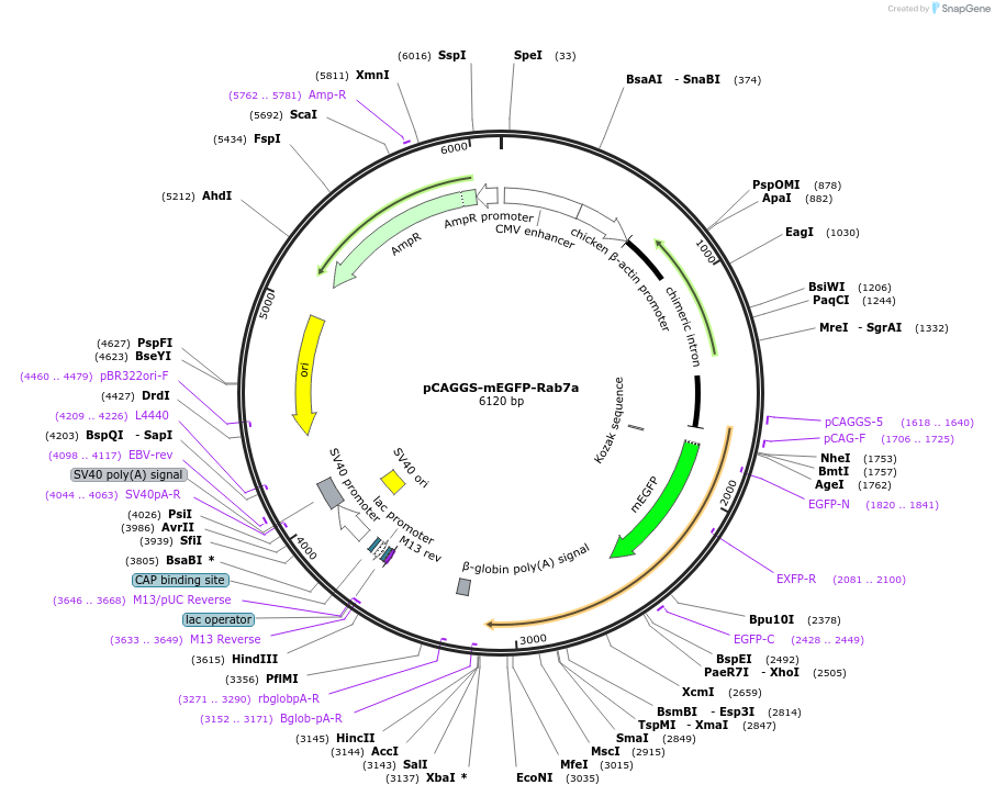 246263-plasmid-map-sequence-id-488633