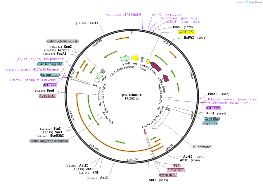 235161-plasmid-map-sequence-id-488642