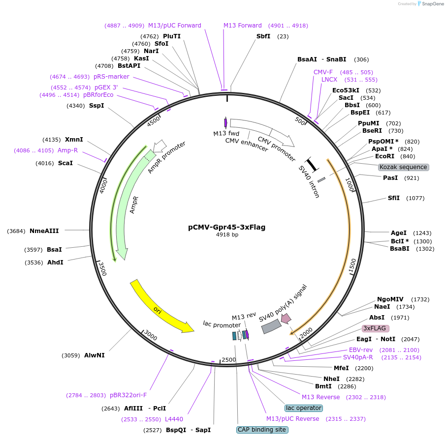 245985-plasmid-map-sequence-id-488671