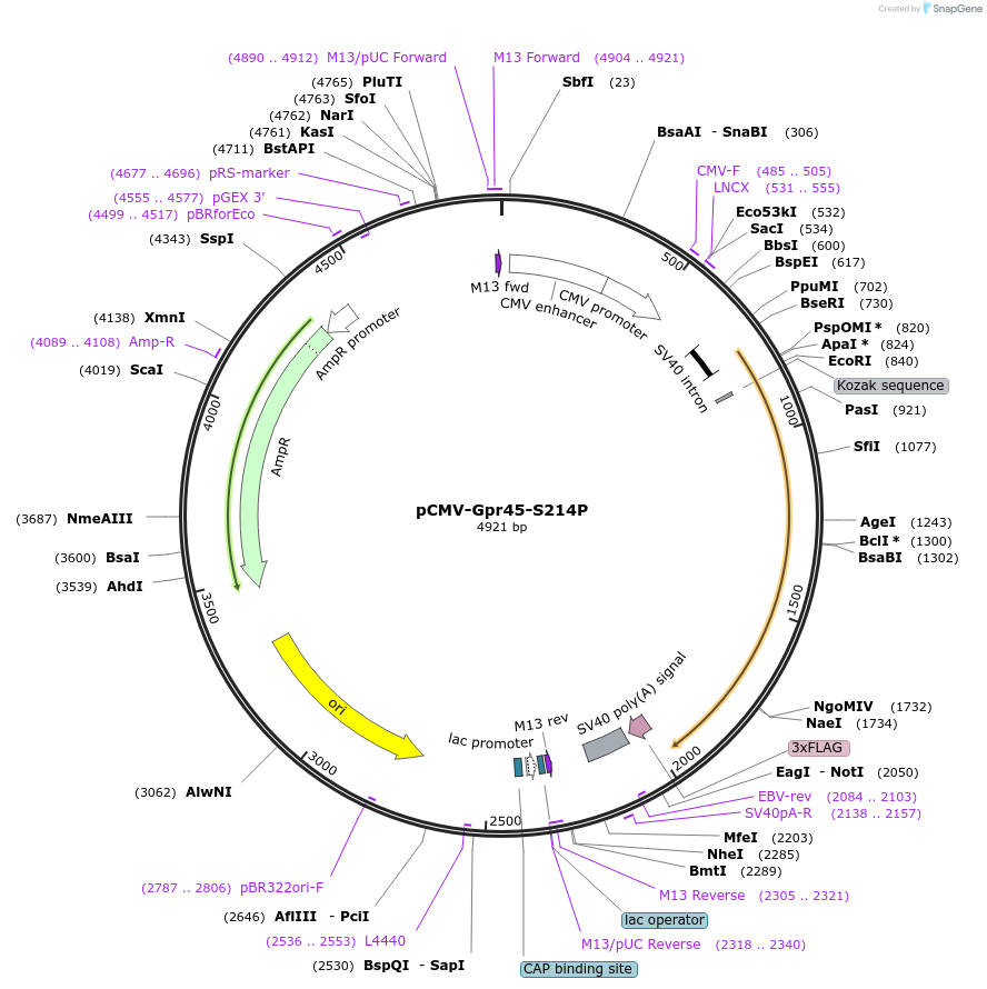 245984-plasmid-map-sequence-id-488675