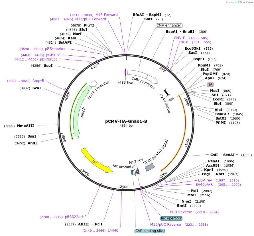 245999-plasmid-map-sequence-id-488678