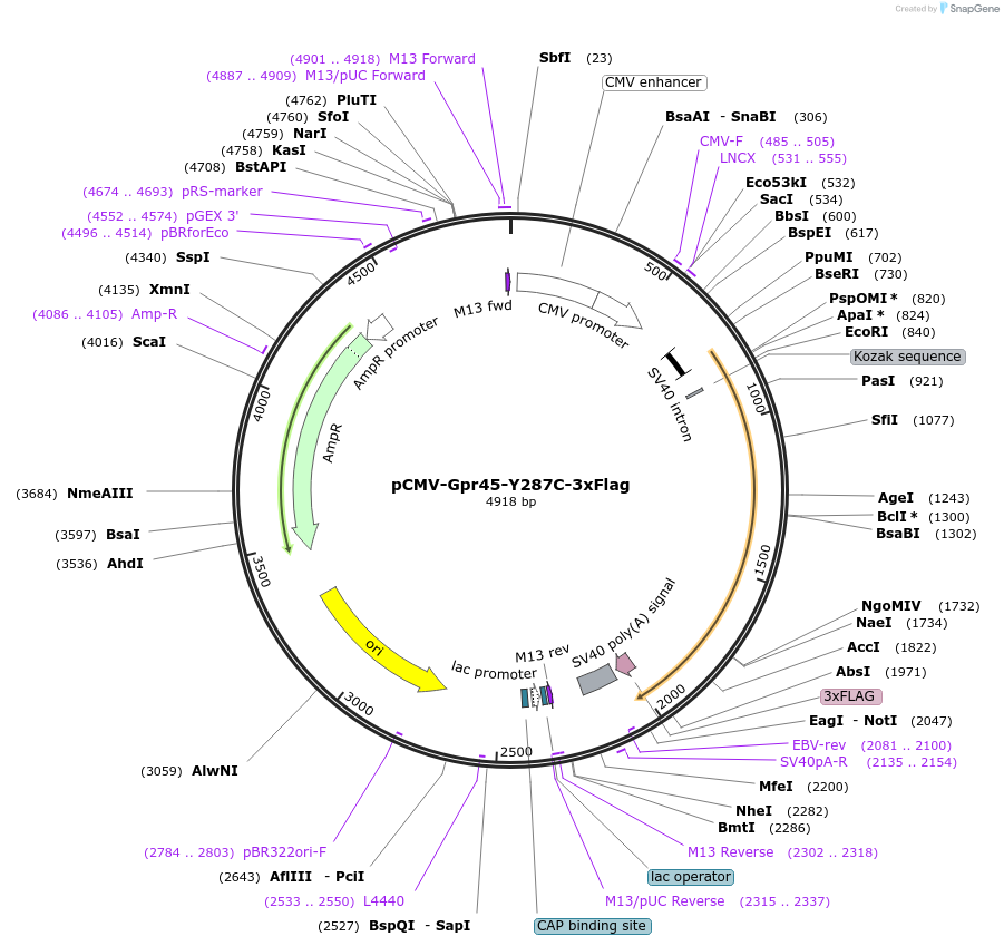 245986-plasmid-map-sequence-id-488679
