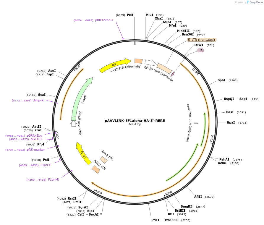 244262-plasmid-map-sequence-id-488703