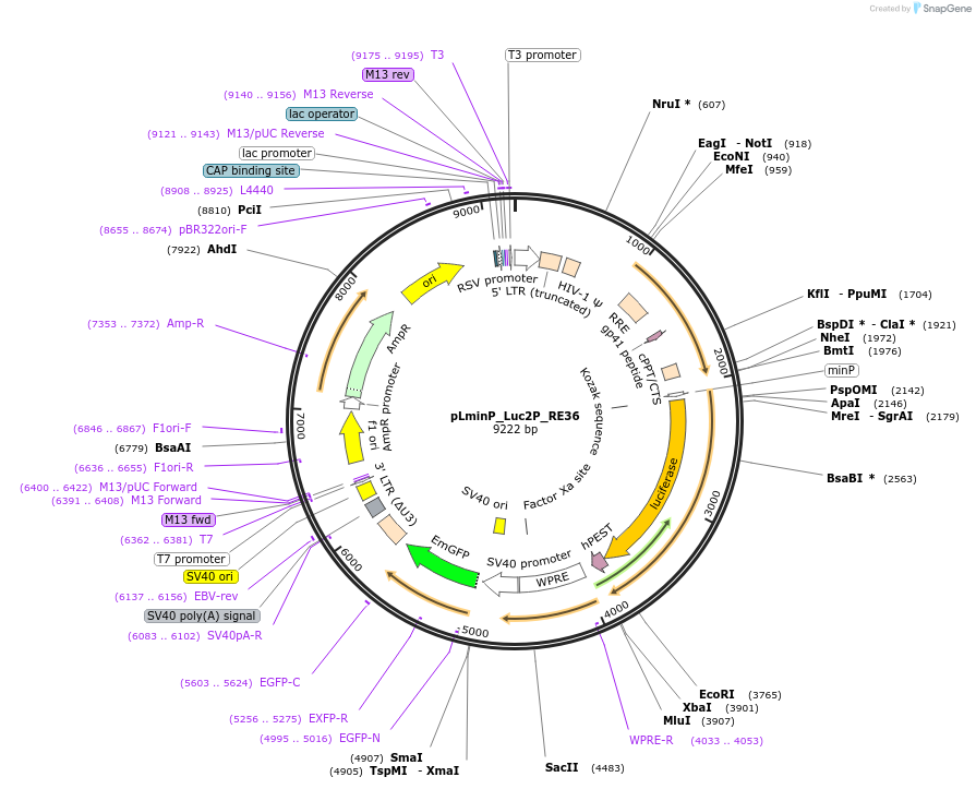 90377-plasmid-map-sequence-id-488730