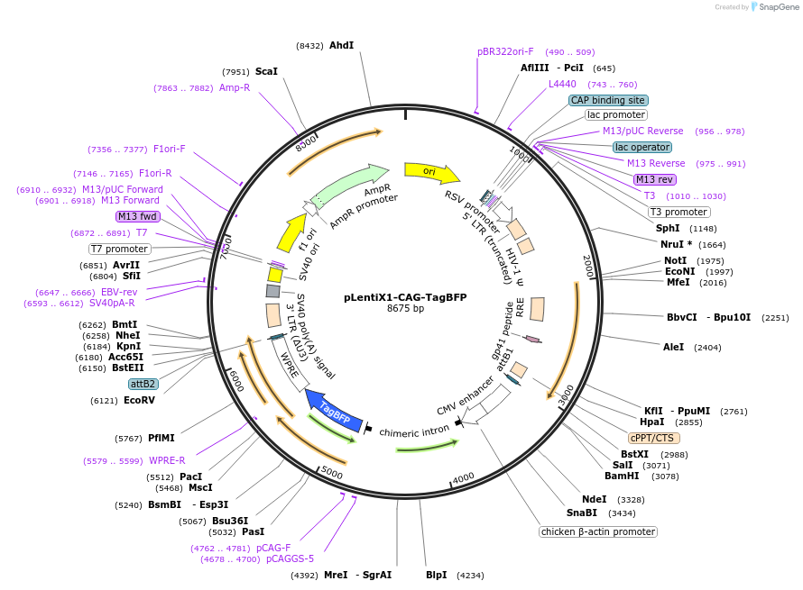 244166-plasmid-map-sequence-id-488732