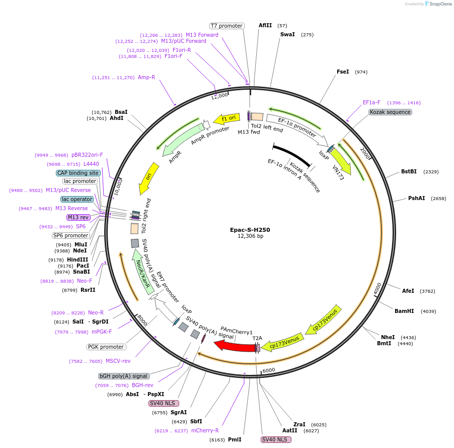 245739-plasmid-map-sequence-id-488737