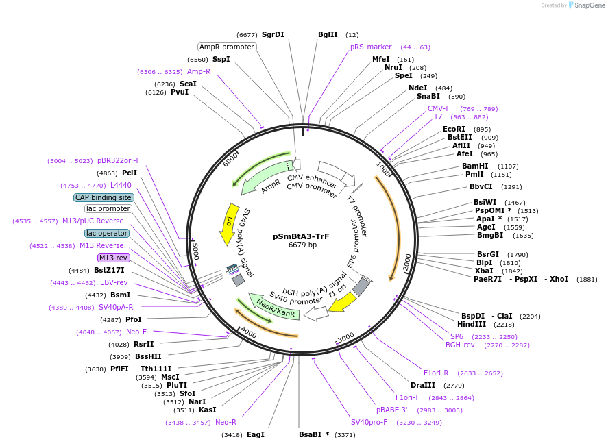 245788-plasmid-map-sequence-id-488747