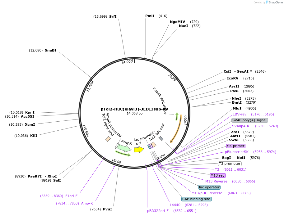 246622-plasmid-map-sequence-id-488880