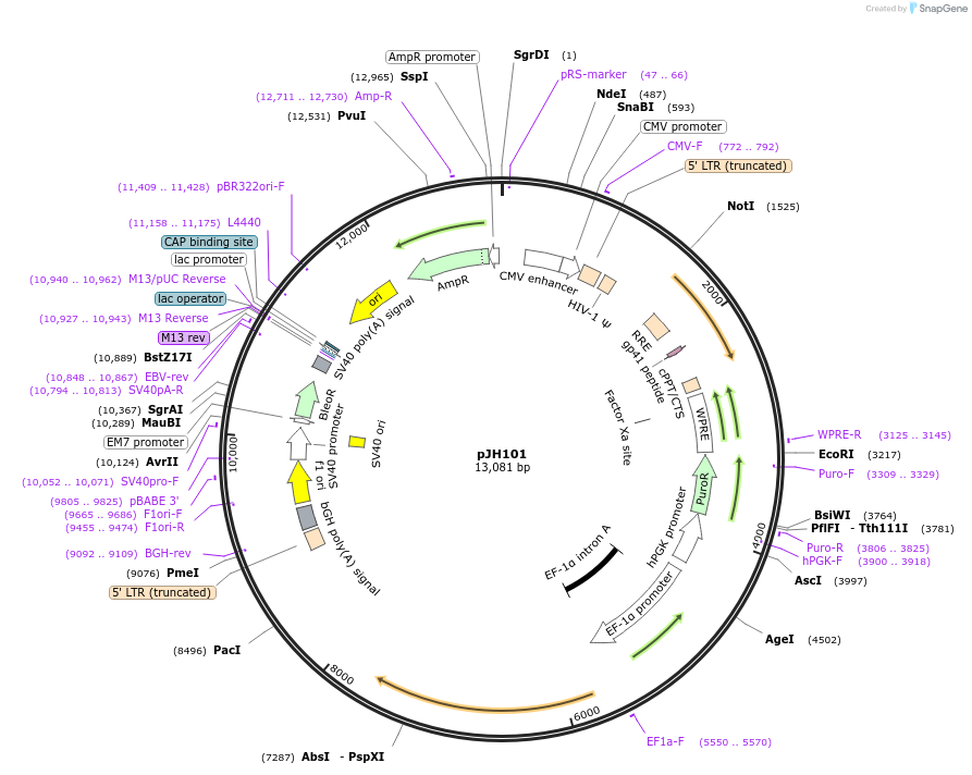 243724-plasmid-map-sequence-id-488883