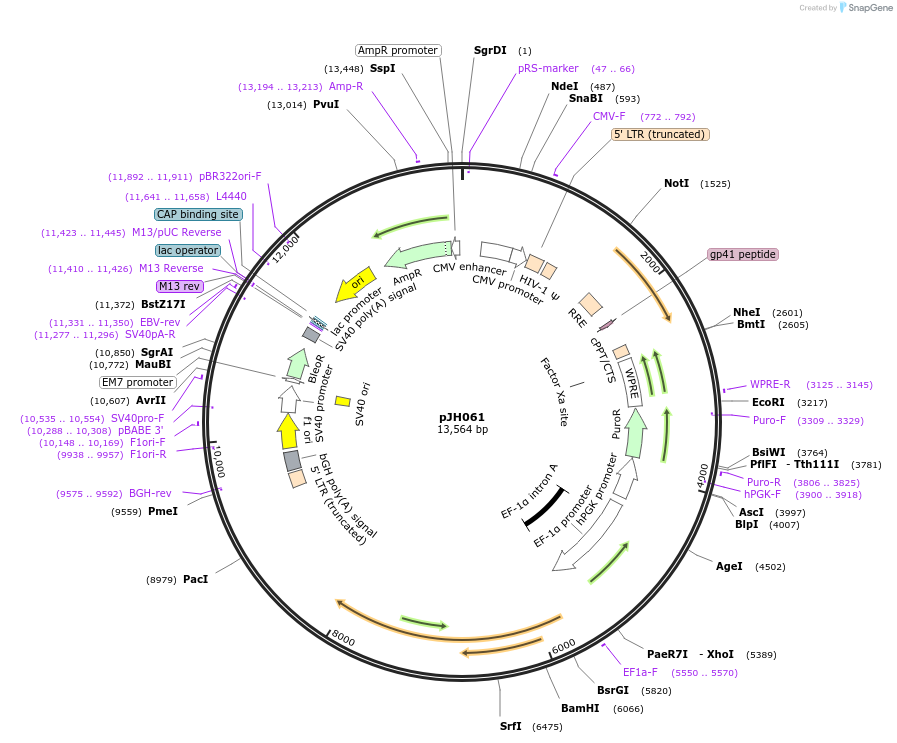 243722-plasmid-map-sequence-id-488888