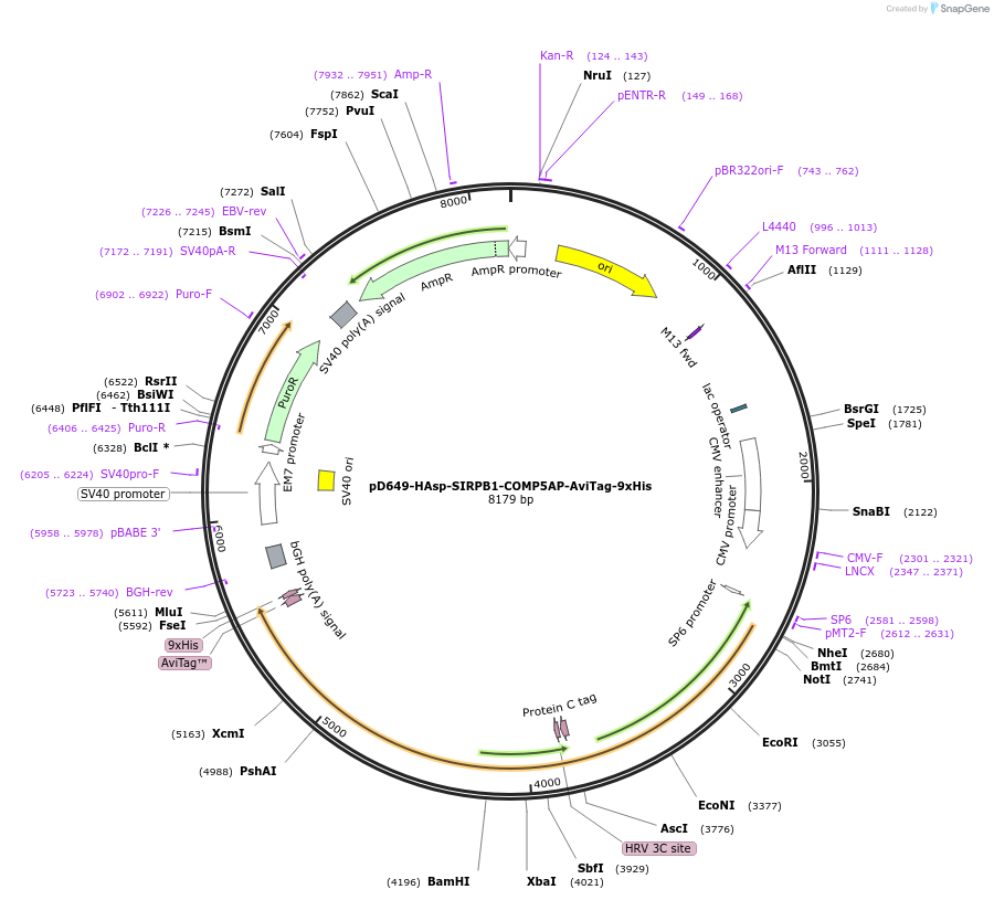 157344-plasmid-map-sequence-id-488897