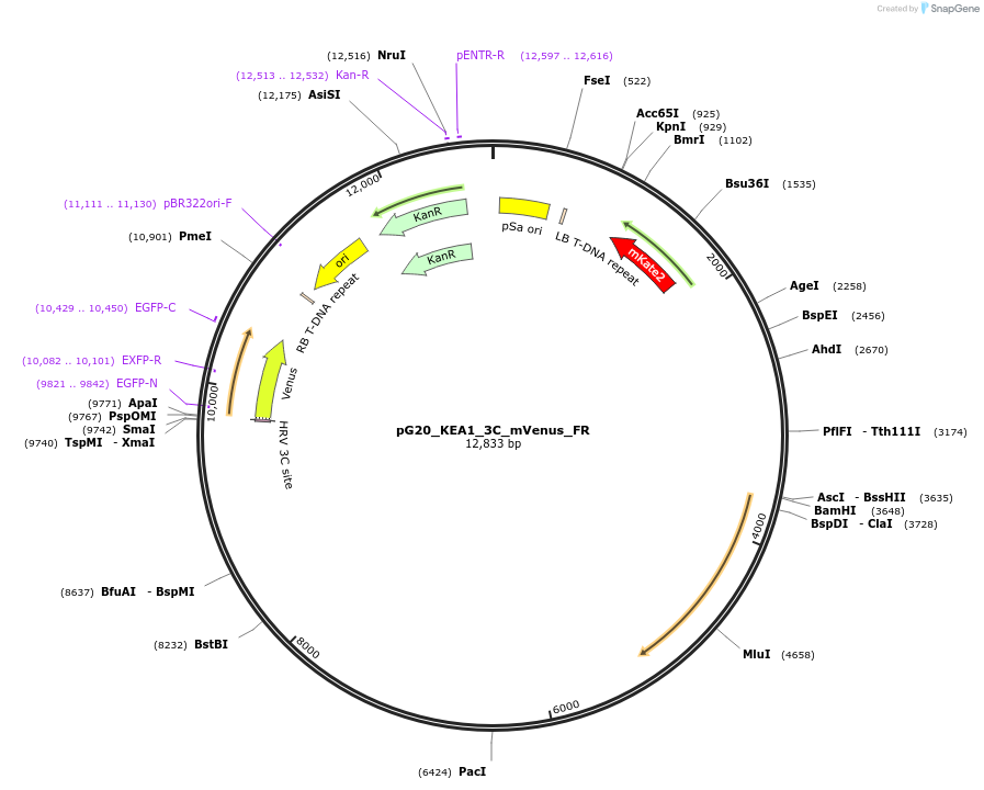 244954-plasmid-map-sequence-id-488938