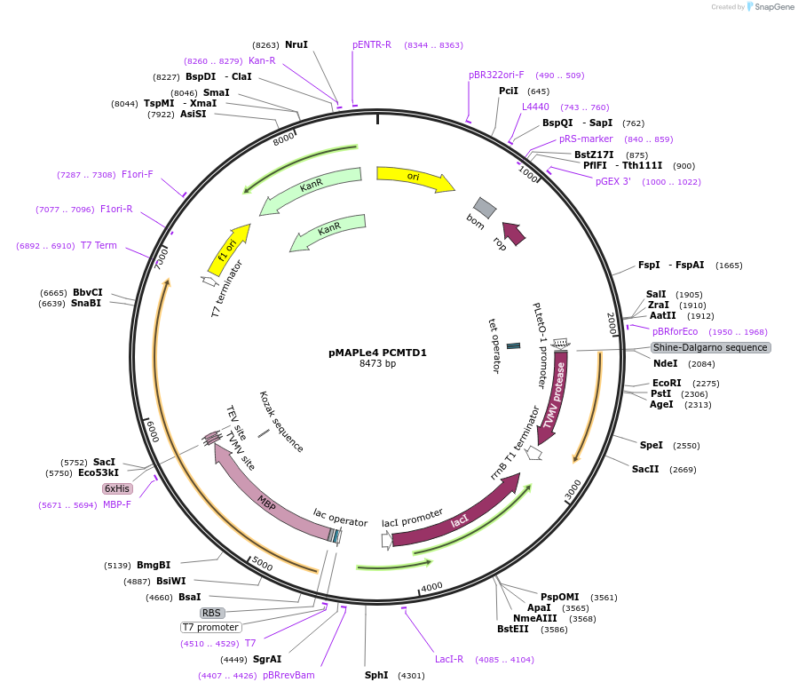 246503-plasmid-map-sequence-id-488939
