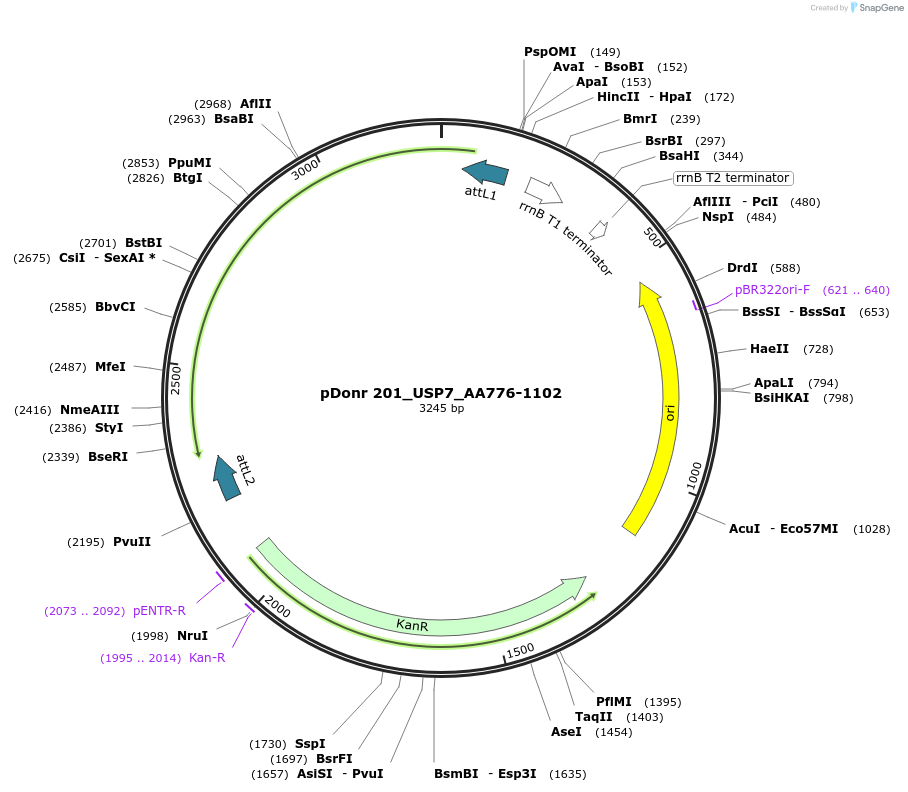 240325-plasmid-map-sequence-id-488949