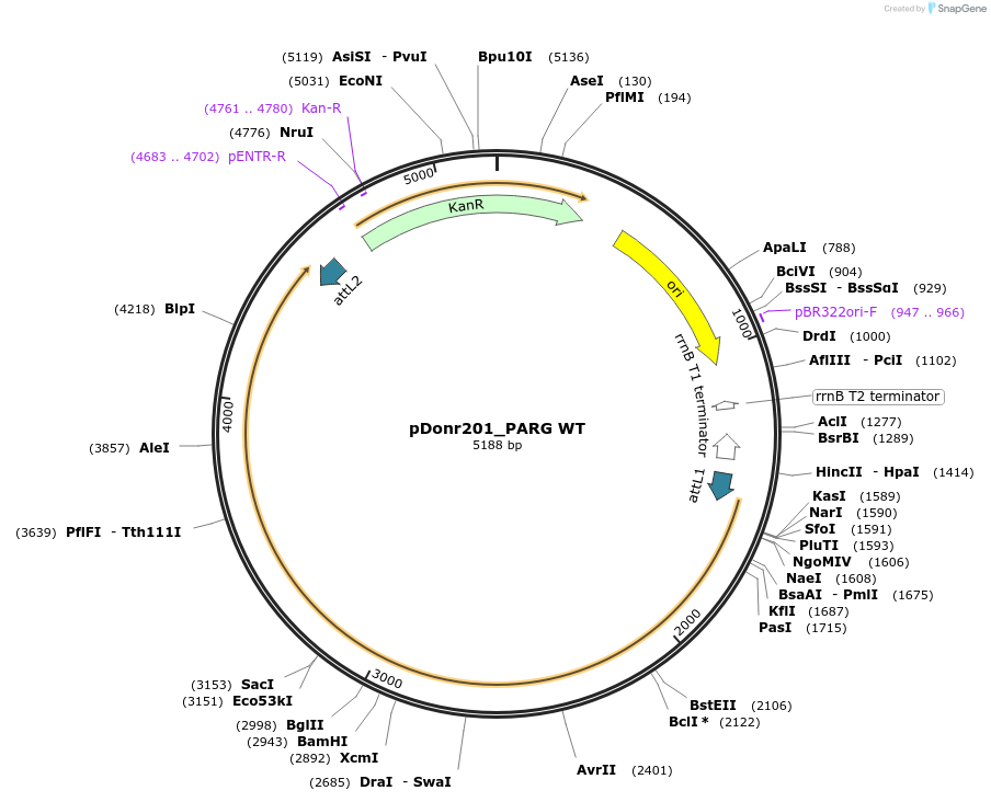 240315-plasmid-map-sequence-id-488950