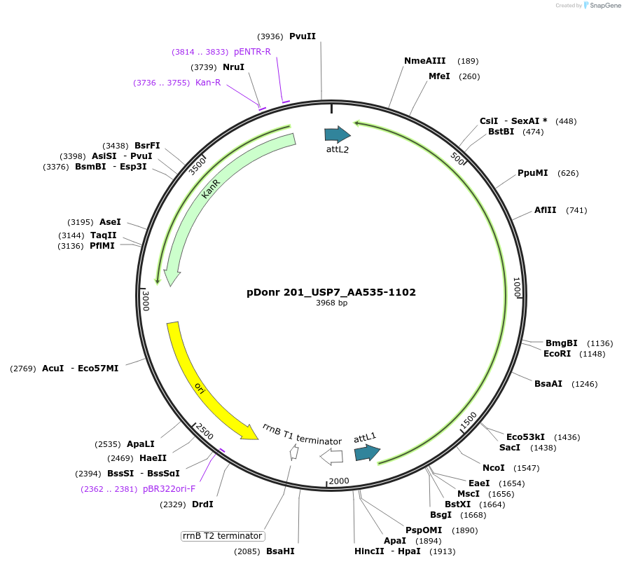 240324-plasmid-map-sequence-id-488960
