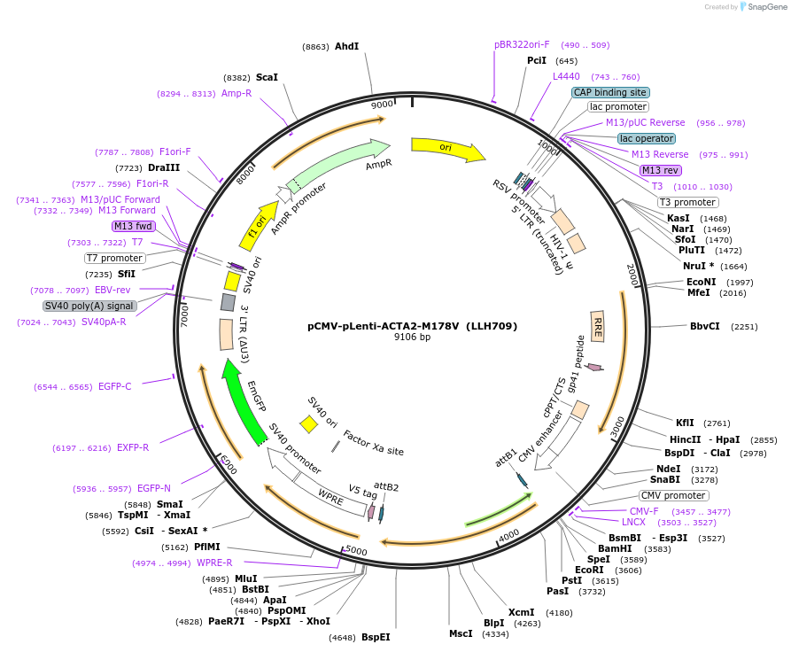 242684-plasmid-map-sequence-id-488964