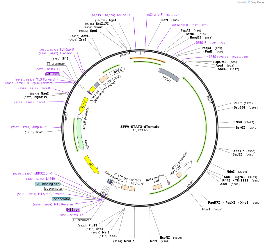 242691-plasmid-map-sequence-id-489111