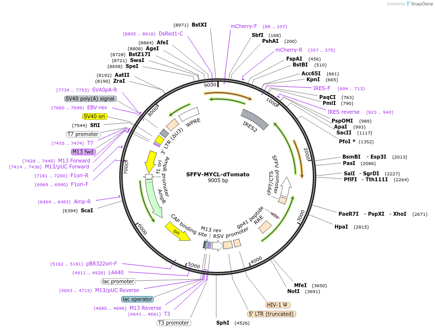 242694-plasmid-map-sequence-id-489112