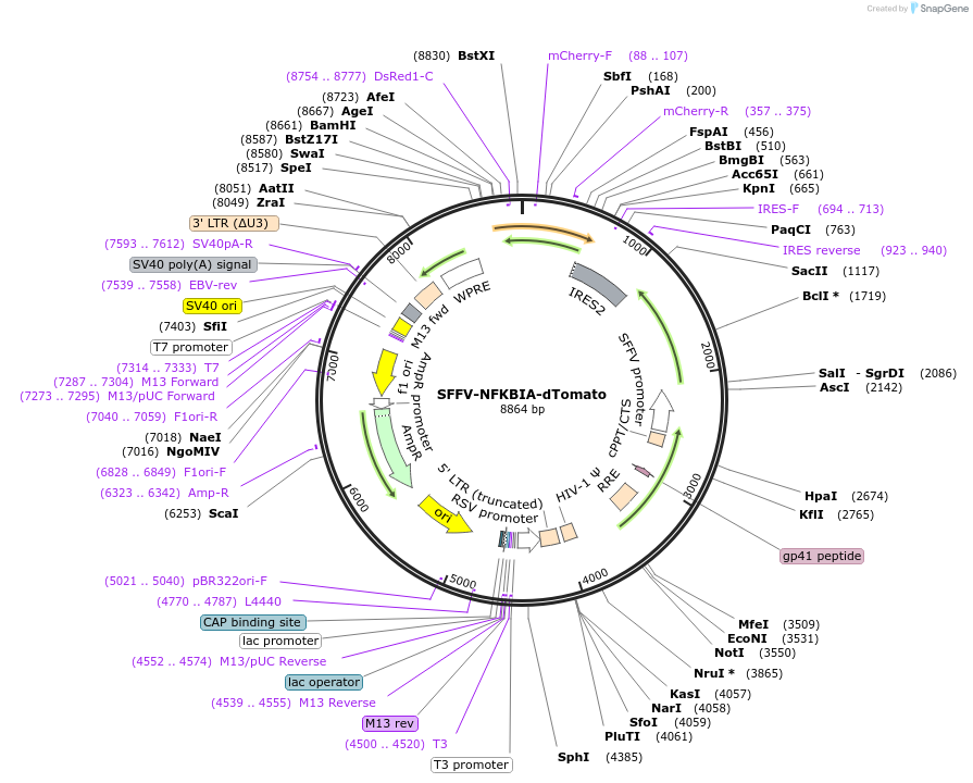 242697-plasmid-map-sequence-id-489113