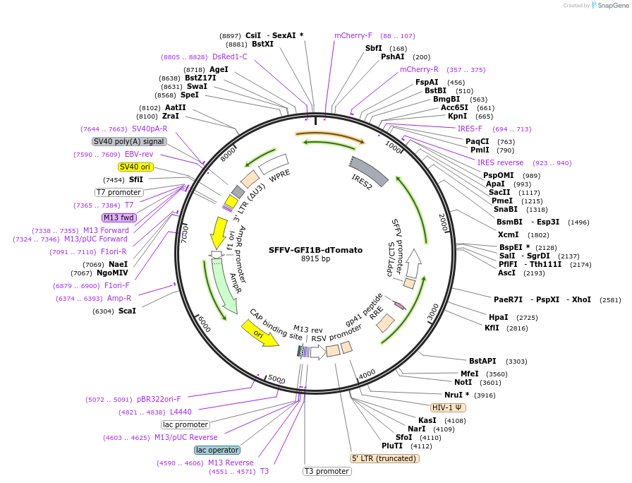 242695-plasmid-map-sequence-id-489123